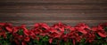 Poinsettia red christmas plant deco on wood