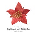 Poinsettia Red Christmas Star Royalty Free Stock Photo