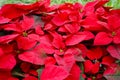 Poinsettia red color freshness leaves Royalty Free Stock Photo