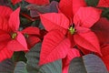 Poinsettia Red Flower Royalty Free Stock Photo