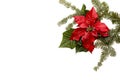 Poinsettia red flower with fir tree and snow on white background. Greetings Christmas card. Postcard. Christmastime. Red White and Royalty Free Stock Photo