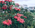 Poinsettia red flowers blooming at the park Royalty Free Stock Photo