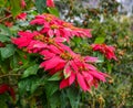 Poinsettia red flowers blooming at the park Royalty Free Stock Photo