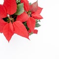 The poinsettia red flowers Euphorbia, The Flower of the Christmas, close up. flower isolated on white background Royalty Free Stock Photo