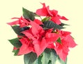 The poinsettia red flowers Euphorbia pulcherrima, The Flower of Christmas Royalty Free Stock Photo