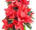 The poinsettia red flowers Euphorbia pulcherrima, The Flower of Christmas Royalty Free Stock Photo