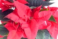 The poinsettia red flowers Euphorbia pulcherrima, The Flower of Christmas Royalty Free Stock Photo