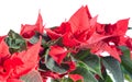 The poinsettia red flowers Euphorbia pulcherrima, The Flower of Christmas Royalty Free Stock Photo