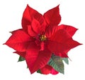 The poinsettia red flowers Euphorbia pulcherrima