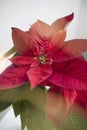 The poinsettia red flowers Euphorbia pulcherrima with sun rays Royalty Free Stock Photo