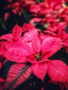 Poinsettia red leaves background .Euphorbia pulcherrima Wild. Flowers of the Holy Night.