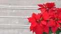 Poinsettia and snow. Christmas flower on wooden background Royalty Free Stock Photo