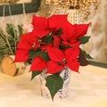 Poinsettia with splendid red foliage as Christmas decorations Royalty Free Stock Photo