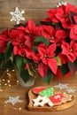 Poinsettia traditional Christmas flower, cookies and string lights on wooden table Royalty Free Stock Photo