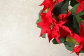 Poinsettia traditional Christmas flower on light background, closeup. Royalty Free Stock Photo