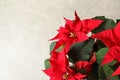 Poinsettia traditional Christmas flower on light background, closeup. Royalty Free Stock Photo