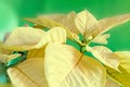 The poinsettia yellow flowers Euphorbia pulcherrima