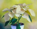 The poinsettia yellow flowers Euphorbia pulcherrima