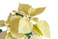 The poinsettia yellow flowers Euphorbia pulcherrima, The Flower of Christmas