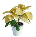 The poinsettia yellow flowers Euphorbia pulcherrima, The Flower of Christmas