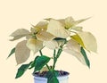 The poinsettia yellow flowers Euphorbia pulcherrima