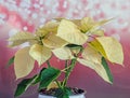 The poinsettia yellow flowers Euphorbia pulcherrima