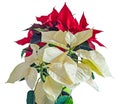 The poinsettia yellow and red flowers Euphorbia pulcherrima