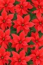 Poinsettias