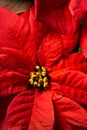Poinsettias Royalty Free Stock Photo