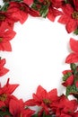 Poinsettias background over white