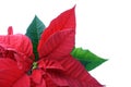 Poinsettias close-up