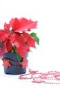 Poinsettias decoration