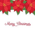 Poinsettias design with Merry Christmas letter Royalty Free Stock Photo