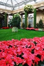 Poinsettias in a formal setting