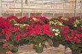 Poinsettias in Greenhouse Royalty Free Stock Photo