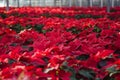 Poinsettias in a greenhouse Royalty Free Stock Photo