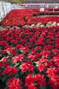 Poinsettias in a greenhouse Royalty Free Stock Photo