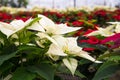 Poinsettias in greenhouse Royalty Free Stock Photo