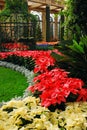 Poinsettias for the Holidays Royalty Free Stock Photo