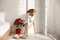 Poinsettias in light cozy room. Interior design Royalty Free Stock Photo