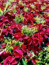 Poinsettias