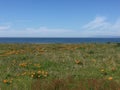 Point Buchon Trail - Fields of poppies with ocean view Royalty Free Stock Photo