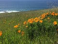 Point Buchon Trail - wildflowers, bluffs and caves with ocean view Royalty Free Stock Photo