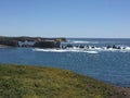 Point Buchon Trail - wildflowers, bluffs and caves with ocean view Royalty Free Stock Photo