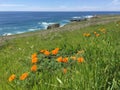 Point Buchon Trail - wildflowers, bluffs and caves with ocean view Royalty Free Stock Photo