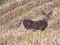 8 point buck in cornfield in FingerLakes Autumnal season