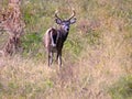 8 point Whitetail buck deer in Autumn cornfield at daybreak