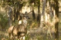 10 point buck standing at attention