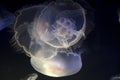 Jellyfish in Point Defiance Zoo and Aquarium Royalty Free Stock Photo