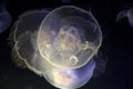 Jellyfish in Point Defiance Zoo and Aquarium Royalty Free Stock Photo